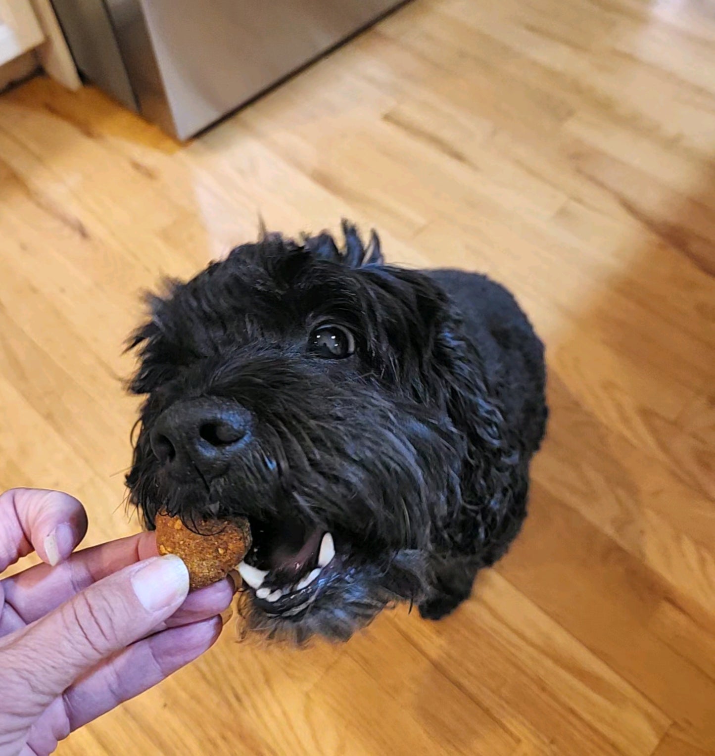 Bake Your Own Pumpkin & Peanut Butter Dog Biscuit Mix