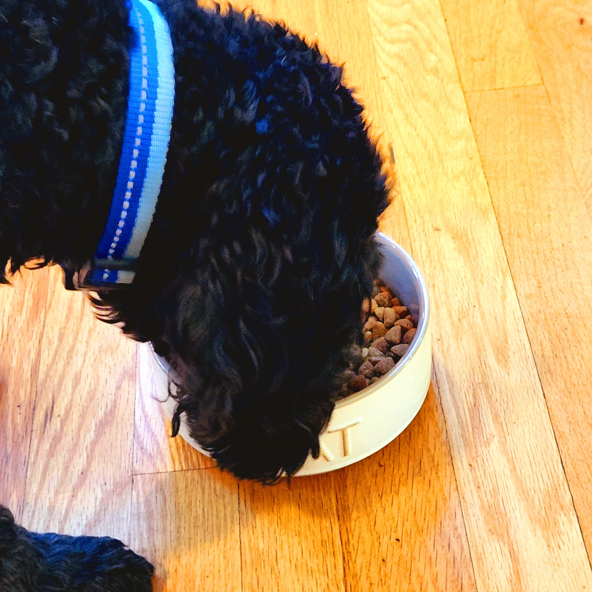 Grain-Free Pumpkin Probiotic Topper – Supports Gut Health in Cats & Dogs- Bundle of 2 save 20%