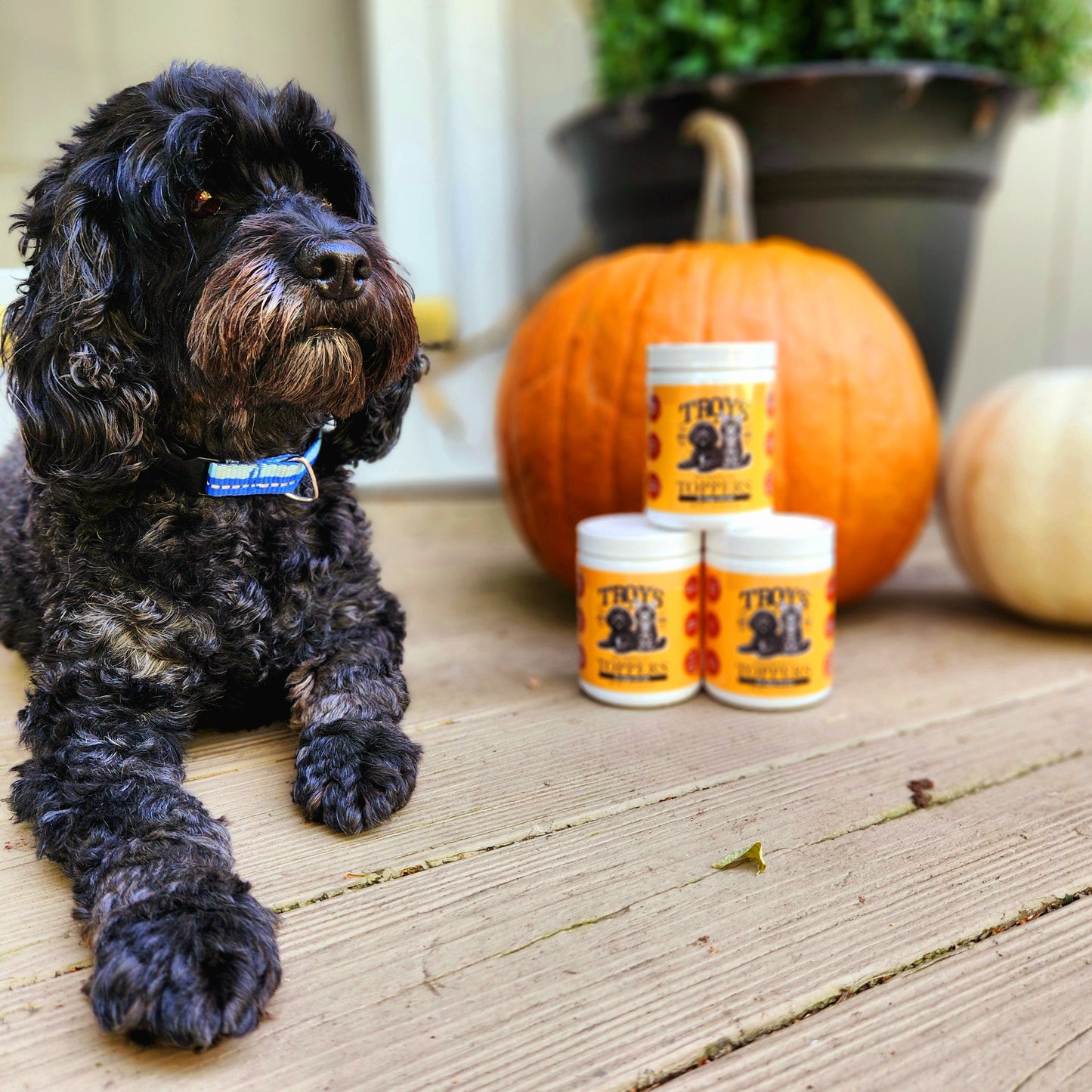 Troy's Pumpkin Topper for Cats and Dogs